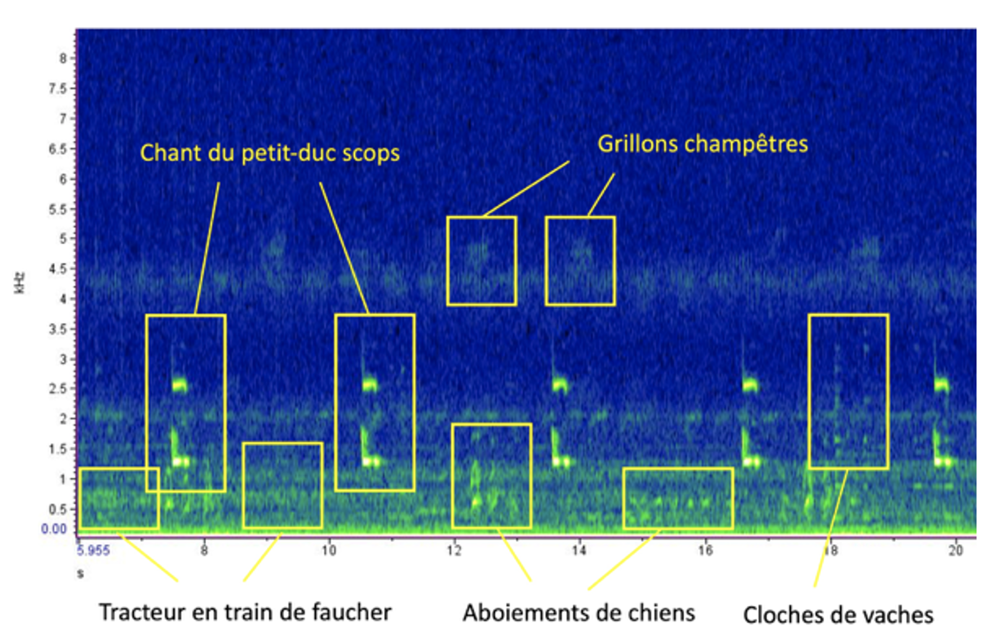 Image 2 : Sonogramme commenté associé au début de la séquence 15 de l’écoute réactivée
