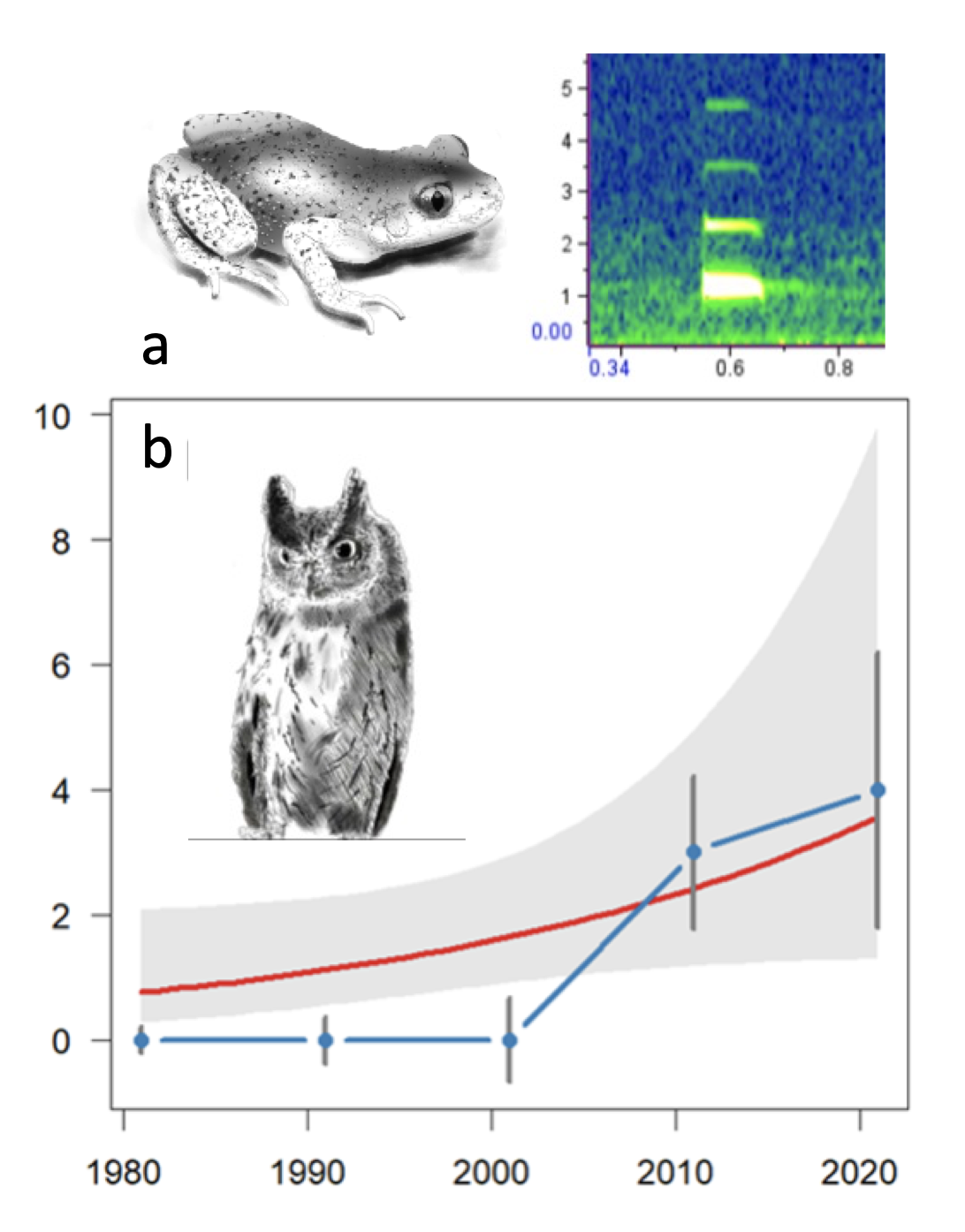 Image 1 : a. Alyte accoucheur adulte
<em>Alytes obstetricans</em> et sonogramme de sa vocalisation; b.
tendance d’évolution des effectifs moyens annuels de Petit-duc scops
<em>Otus scops</em> sur le canton d’Aurignac (Zone Atelier Pyrénées
Garonne) depuis 1981, données brutes (courbe bleue) et prédites par le
modèle (courbe rouge) et son intervalle de confiance en grisé (tendance
significative à P < 0.02). Dessins de François Calatayud